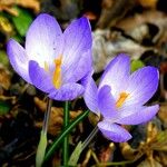 Crocus vernus Цвят