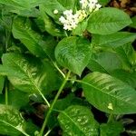 Asclepias nivea Feuille