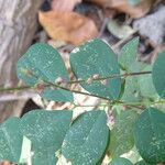 Cyathula prostrata Bark