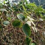 Gymnema sylvestre Folio