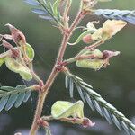 Aeschynomene elaphroxylon फल