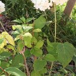 Hydrangea cinerea Habit