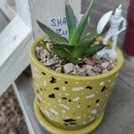 Agave ‘Blue Glow’Кора