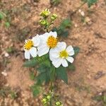 Bidens alba Flor