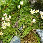 Saxifraga bryoides Flor