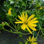 Silphium perfoliatum Цвят