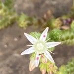 Sedum moranense Flower