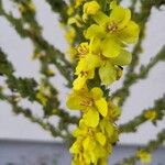 Verbascum speciosumᱵᱟᱦᱟ