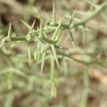 Acanthosicyos horridus Leaf
