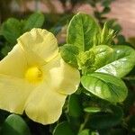 Pentalinon luteum Flower