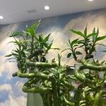 Dracaena brauniiFeuille