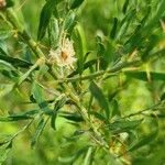 Acacia paradoxa Flower