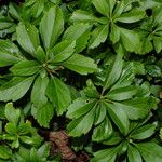 Pachysandra terminalis Листок