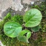 Bergenia ciliata ഇല