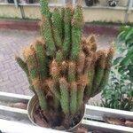 Cereus jamacaru Kůra
