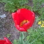 Tulipa raddii Flors