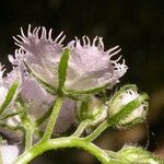 Phacelia purshii Blüte