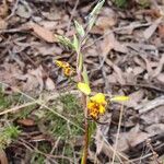 Diuris pardina