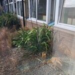 Phormium tenaxList