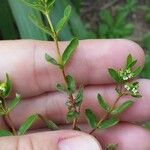 Euphorbia nutans Bloem