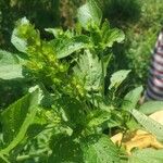 Acalypha setosa Blad