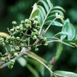 Zanthoxylum martinicense Плод
