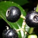 Miconia cooperi Fruit