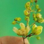 Vismia cayennensis Kvet