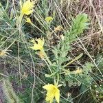 Oenothera rhombipetala