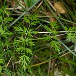 Peucedanum palustre Feuille