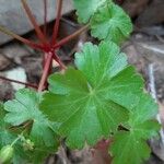 Geranium lucidum Лист