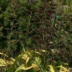 Veratrum nigrum 形態