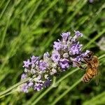 Lavandula × intermedia Flower