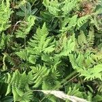 Gymnocarpium robertianum Hoja
