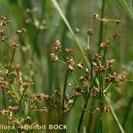 Juncus subnodulosus Frucht