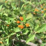 Cordia sinensis Leaf