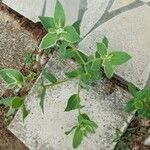 Euphorbia marginata Floare