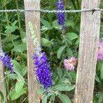 Veronica spicata 花