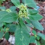 Euphorbia heterophylla Foglia