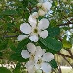 Exochorda racemosa Flower