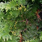 Thuja occidentalis Blatt