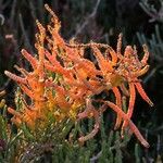 Salicornia europaea Квітка