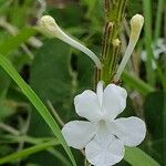 Chascanum hildebrandtii 花