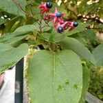 Clerodendrum trichotomumBloem