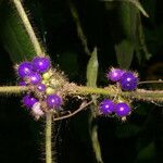 Miconia crenulata Fulla