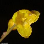 Crepidium taurinum 花