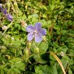 Geranium pratenseफूल