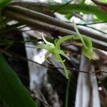 Angraecum calceolus Blüte