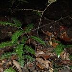 Adiantum vogelii 葉