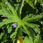 Geranium sylvaticum Frunză